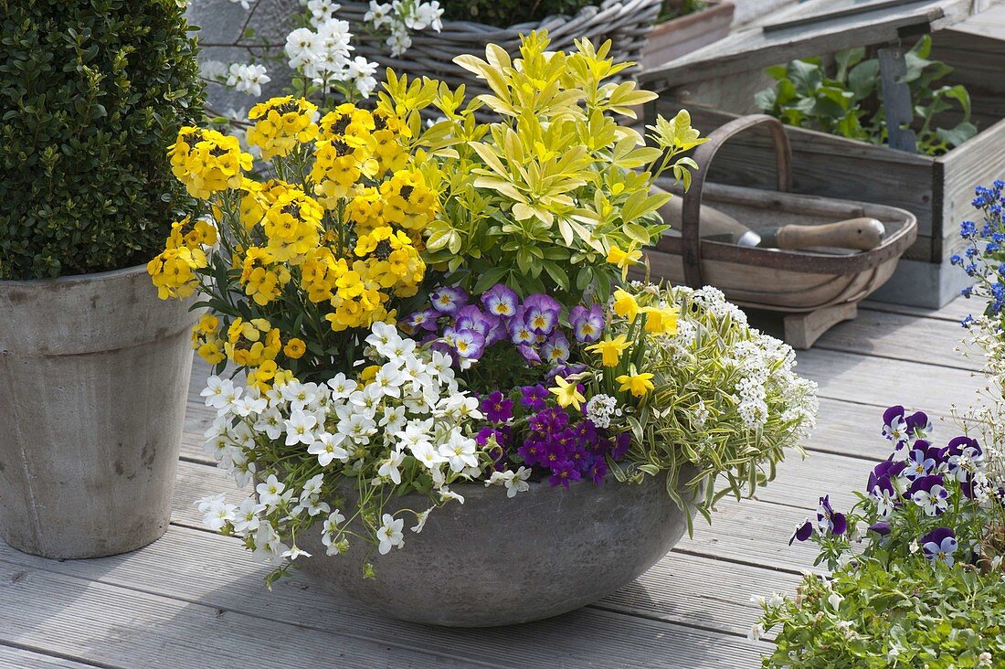 Gray bowl with Erysimum Rysi 'Saffron' (gold lacquer), Choisya ternata