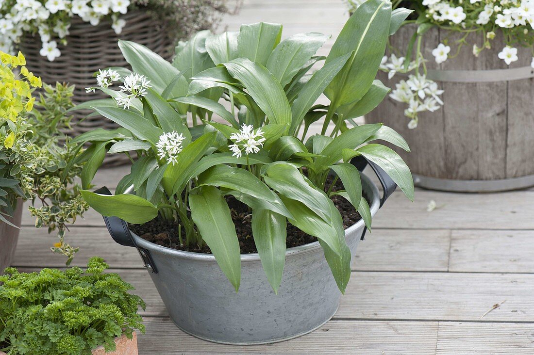 Zinkwanne mit Bärlauch (Allium ursinum)