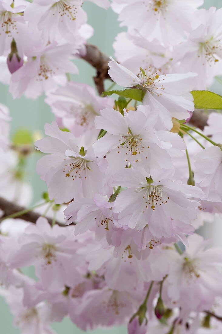 Prunus sargentii 'Accolade' (Early ornamental cherry)