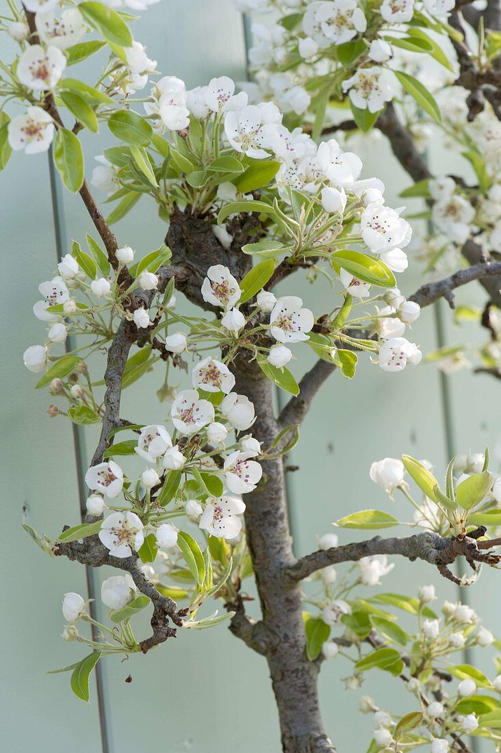 Trellis pear 'Delicious of Charneux' in U shape