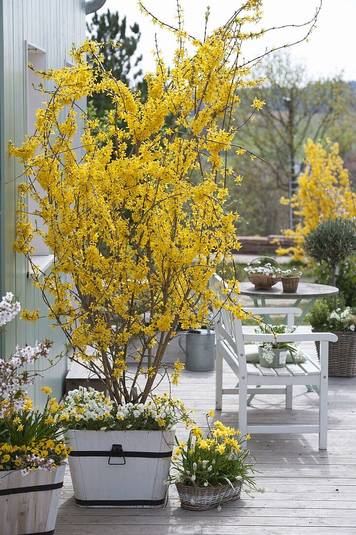 Forsythia 'Lynwood Gold' (Goldgloeckchen) in Holzkuebel , unterpflanzt