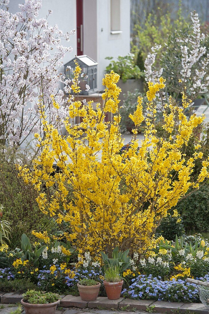 Flowerbed with Forsythia 'Lynwood Gold', Myosotis