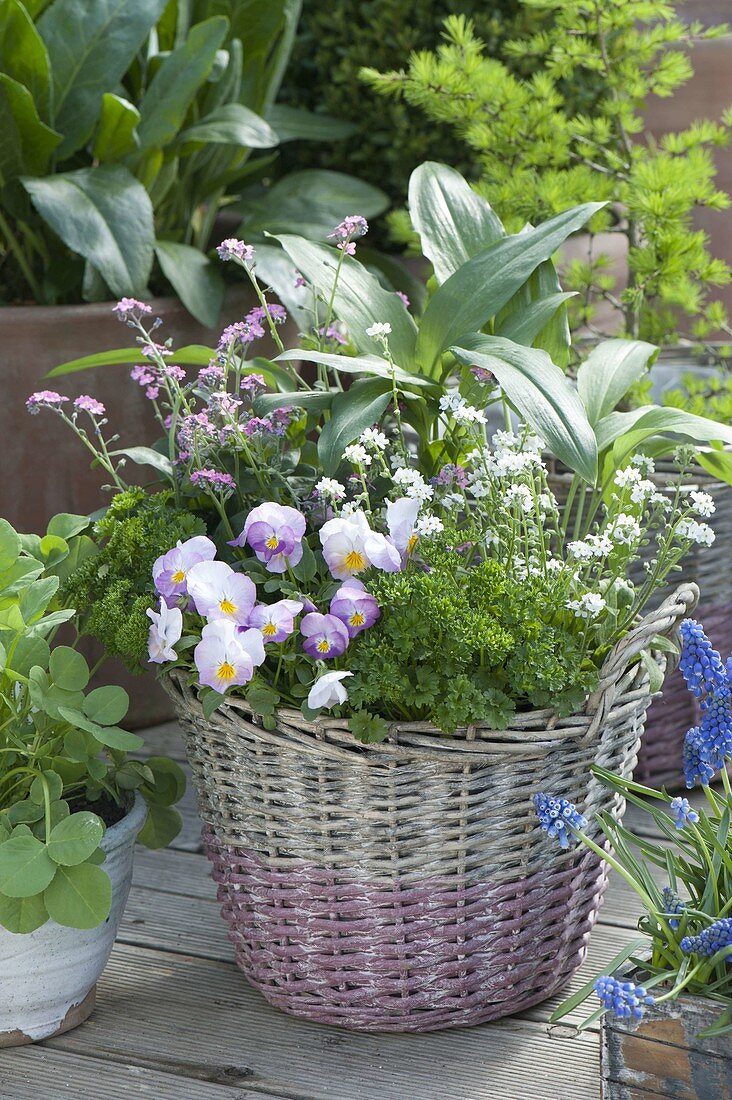 Wicker basket with wild garlic, parsley 'moss'