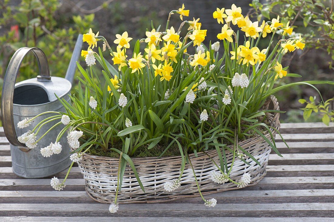 Korb mit Narcissus 'Tete a Tete' (Narzissen) und Muscari botryoides 'Alba'