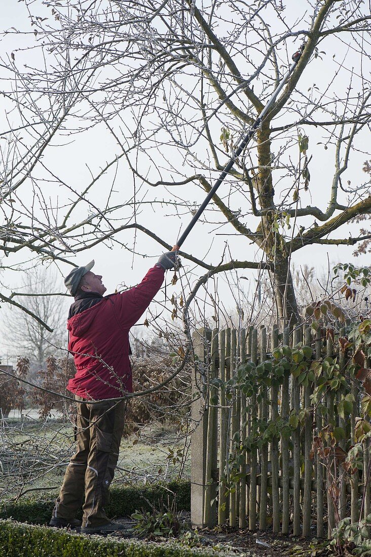 Man thinning out apple tree (Malus)