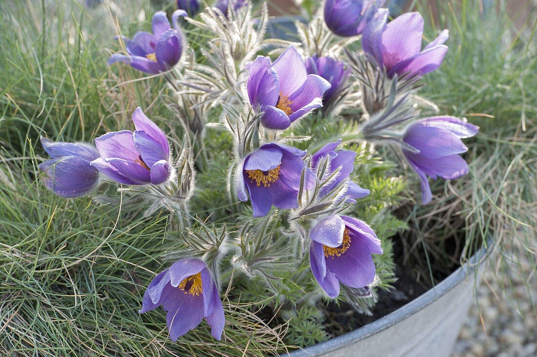 Old zinc bathtub with Pulsatilla vulgaris 'Blue Bell'