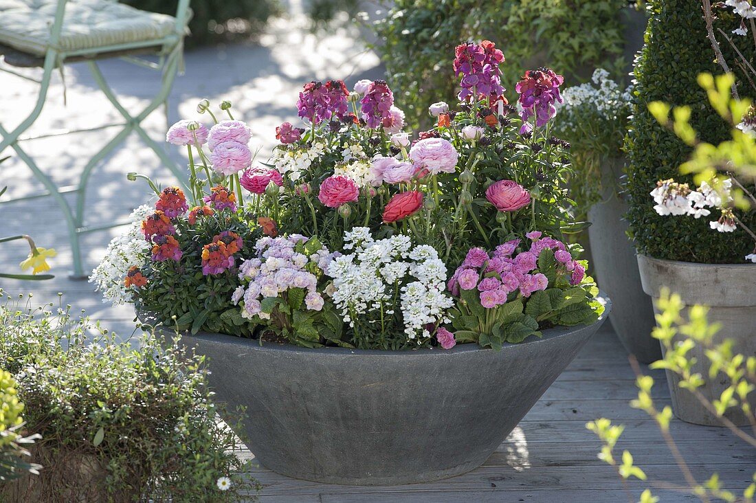 Pink-white planted spring peel