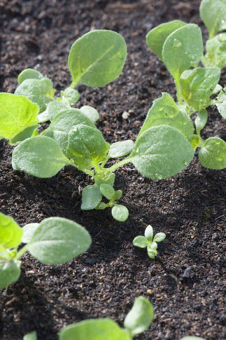 Salpiglossis 'Blue Kew' (trumpet tongue) seedlings