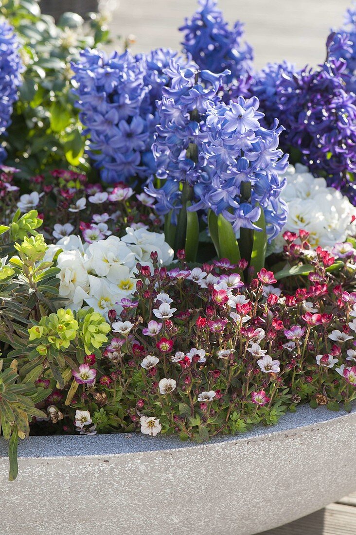 Saxifraga arendsii (Moossteinbrech), Hyacinthus orientalis (Hyazinthen)