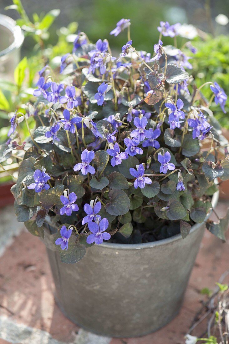 Viola labradorica (Greenland violet) in metal bucket