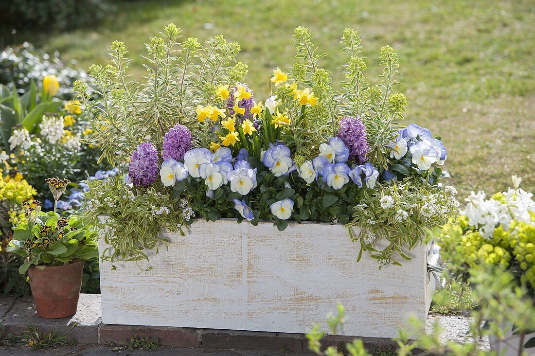 White wooden box with Euphorbia x martinii 'Ascot Rainbow'