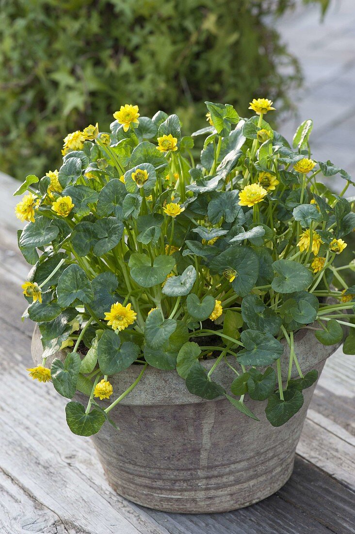 Caltha palustris 'Multiplex' (Gefuellte Sumpfdotterblume) im Topf