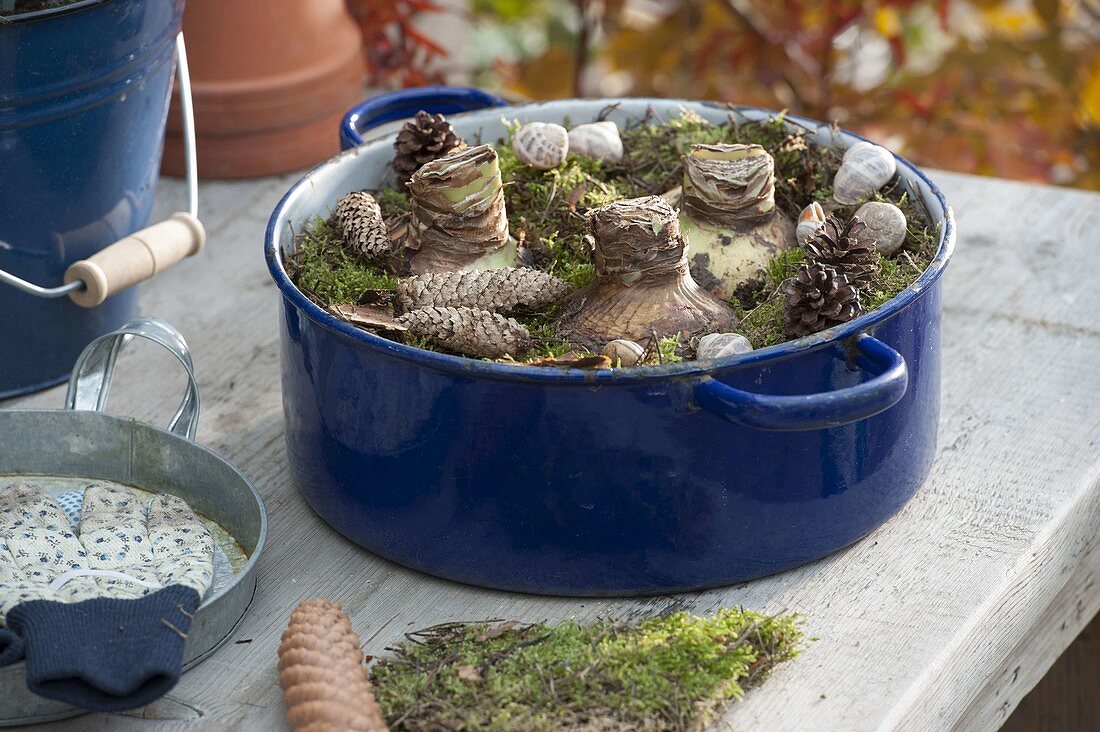 Planting Amaryllis in blue enamel pot