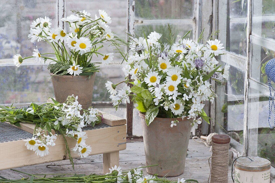 Early summer bouquets of Leucanthemum vulgare, Centaurea