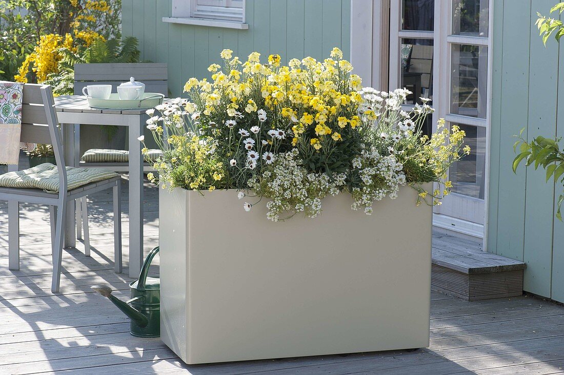 Cream box with Erysimum 'Moon Improved' 'Gold' 'Dwarf'