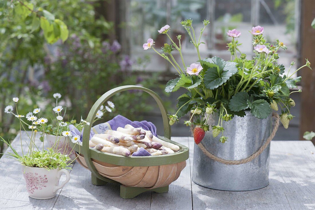 Strawberry 'Rosana' (fragaria) with pink flowers in zinc bucket