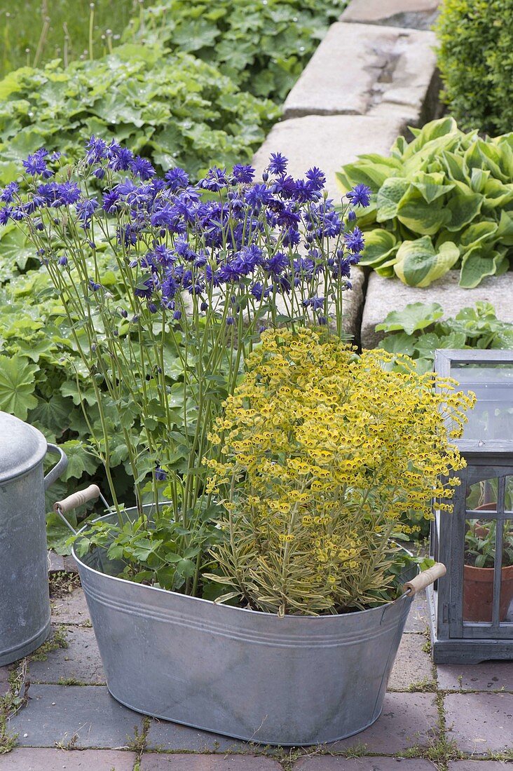 Aquilegia 'Blue Barlow' and Euphorbia x martini