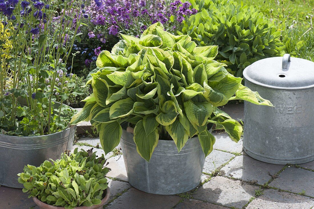 Hosta sieboldiana 'Wide Brim' (Blaue Gelbrand-Funkie)