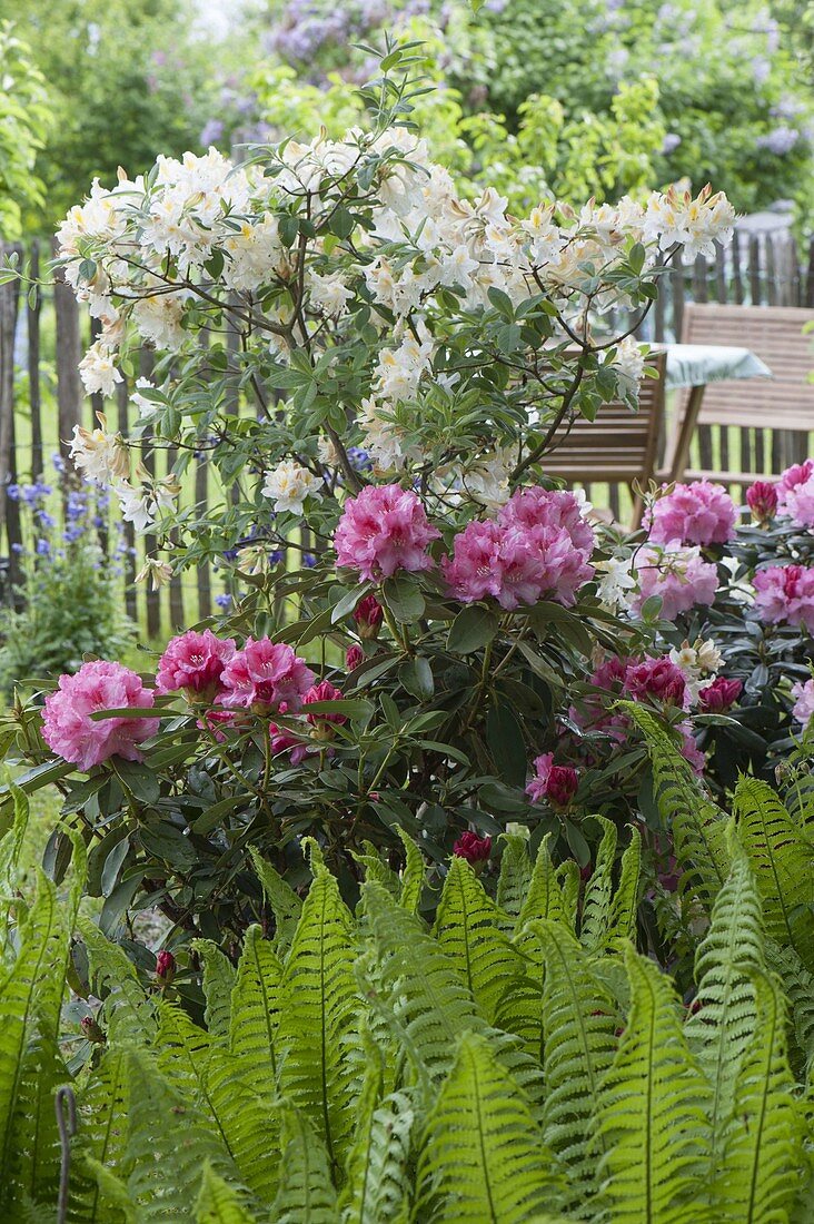 Rhododendron yakushimanum 'Milano' kalktolerant, Rhododendron luteum