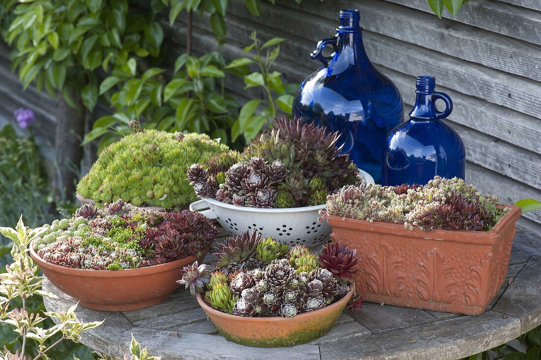 Sempervivum (houseleek, rooker) in terracotta cups, box