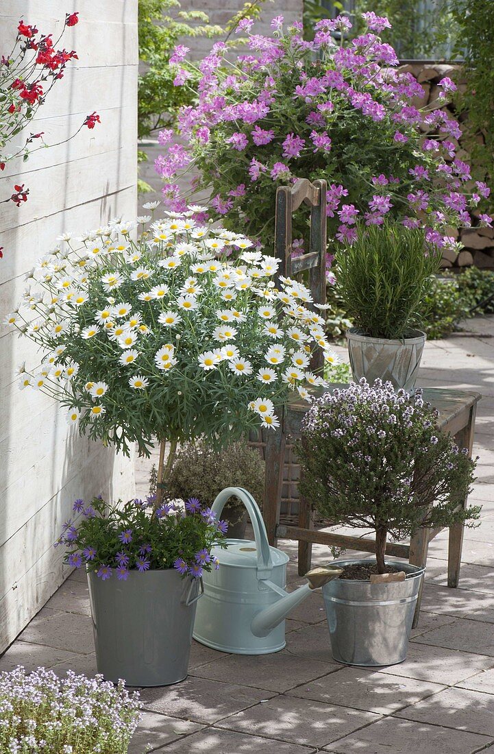 Argyranthemum frutescens 'Stella 2000', stalks underplanted