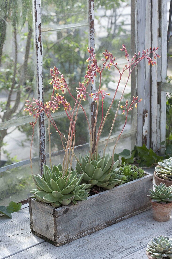 Blooming Echeveria agavoides in wooden box