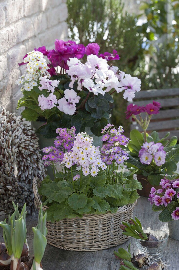 Basket with primula malacoides (lilac primrose), pot with cyclamen