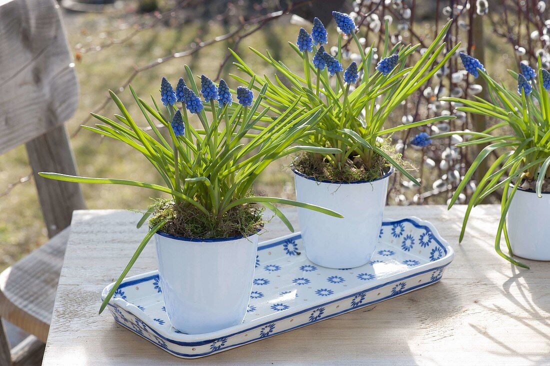 Muscari armeniacum (Traubenhyazinthen) in weissen Emaille-Bechern