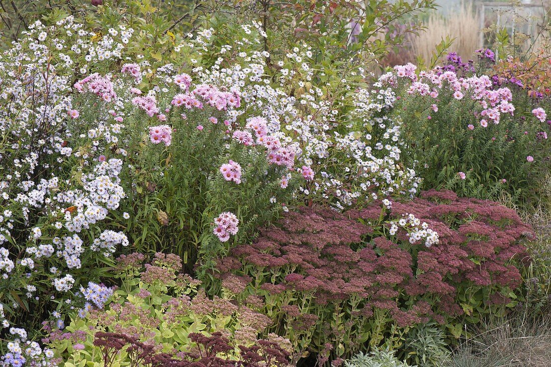 Autumn bed with aster and Sedum telephium