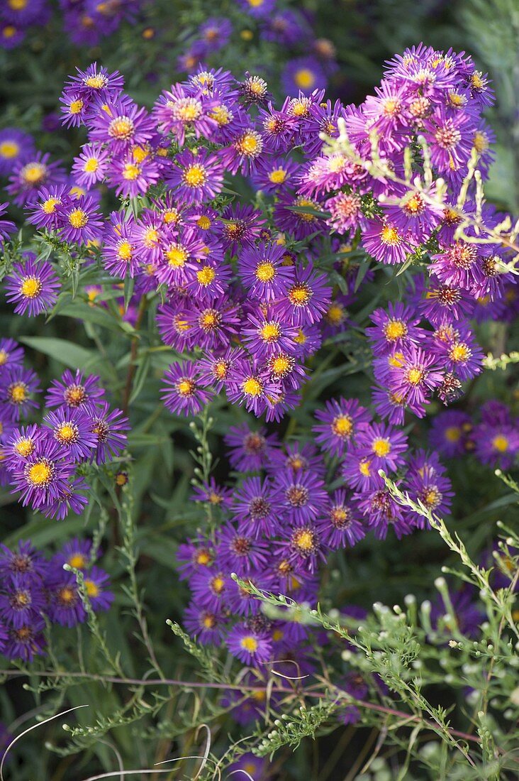 Aster novi-belgii 'Nachtlicht' (smooth leaf, autumn)