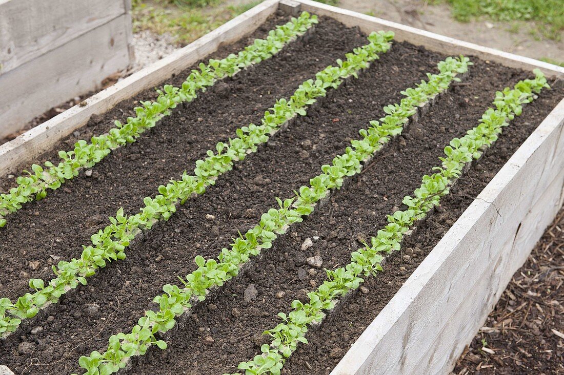 Planting corn salad in a raised bed
