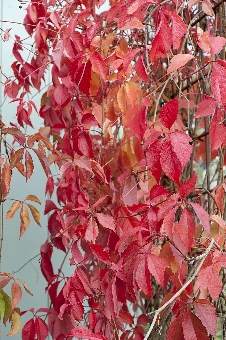 Parthenocissus quinquefolia 'Engelmannii' (wild wine)