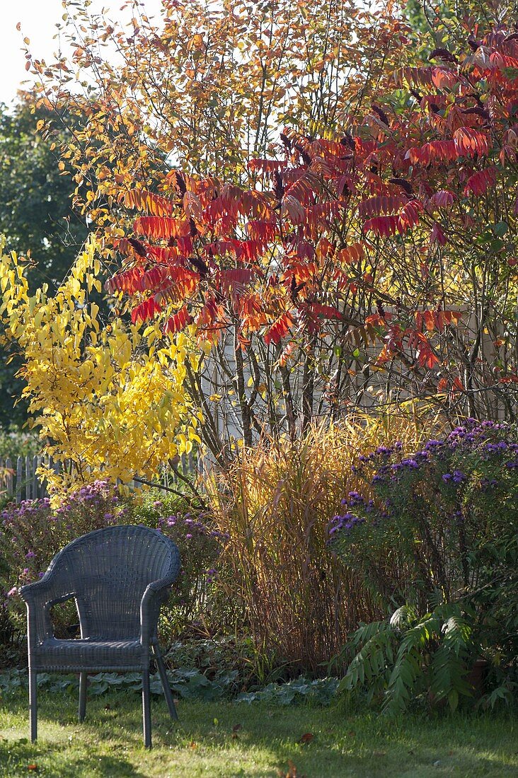 Korbsessel neben Rhus typhina (Essigbaum) und Morus nigra