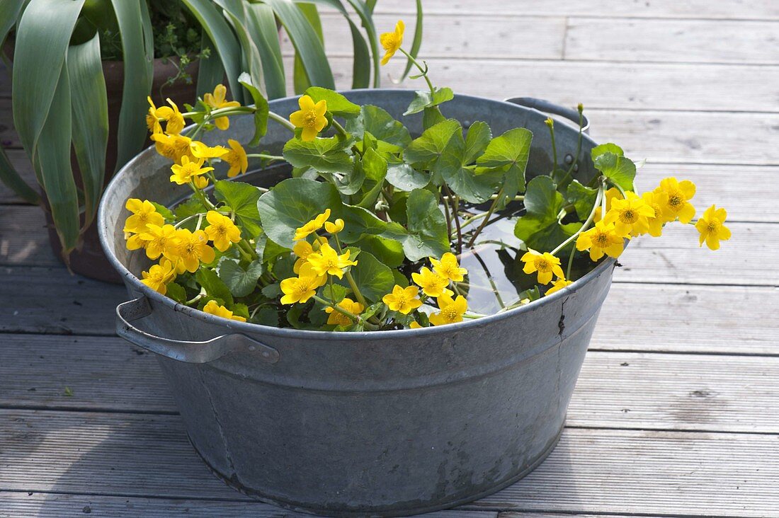 Old zinc buckets as mini ponds on the terrace