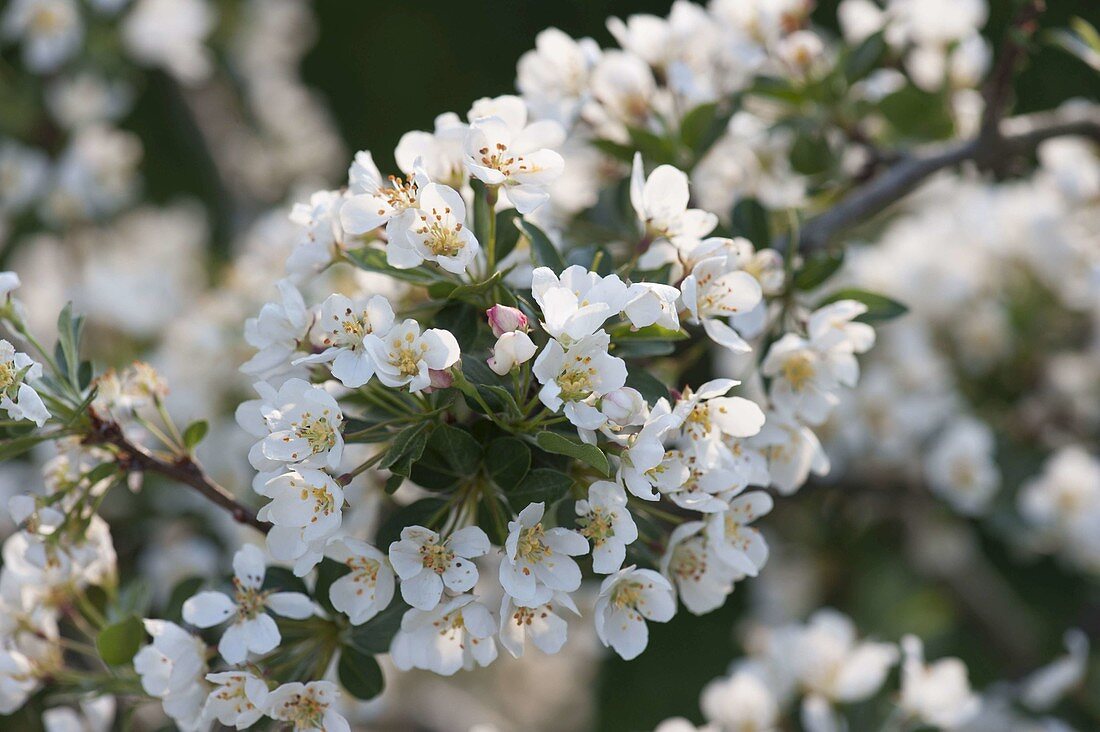 Branch of Malus sargentii 'Tina' (ornamental apple)