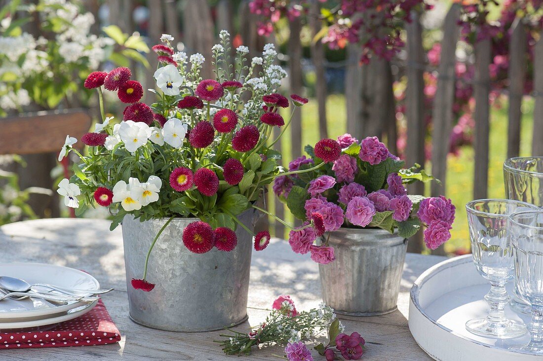 Bellis (Tausendschön), Viola cornuta (Hornveilchen), Primula 'Romance'