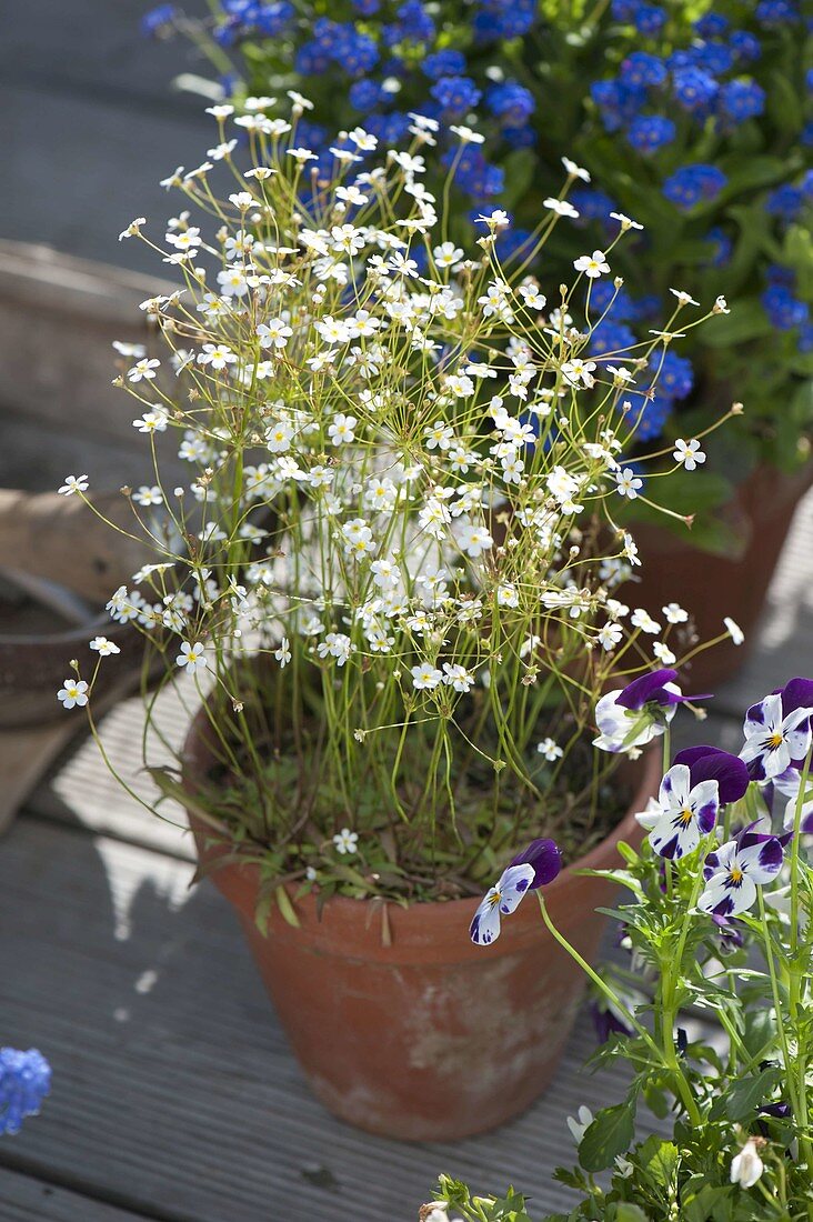 Androsace septentrionalis 'Stardust' (northern rockjasmine)