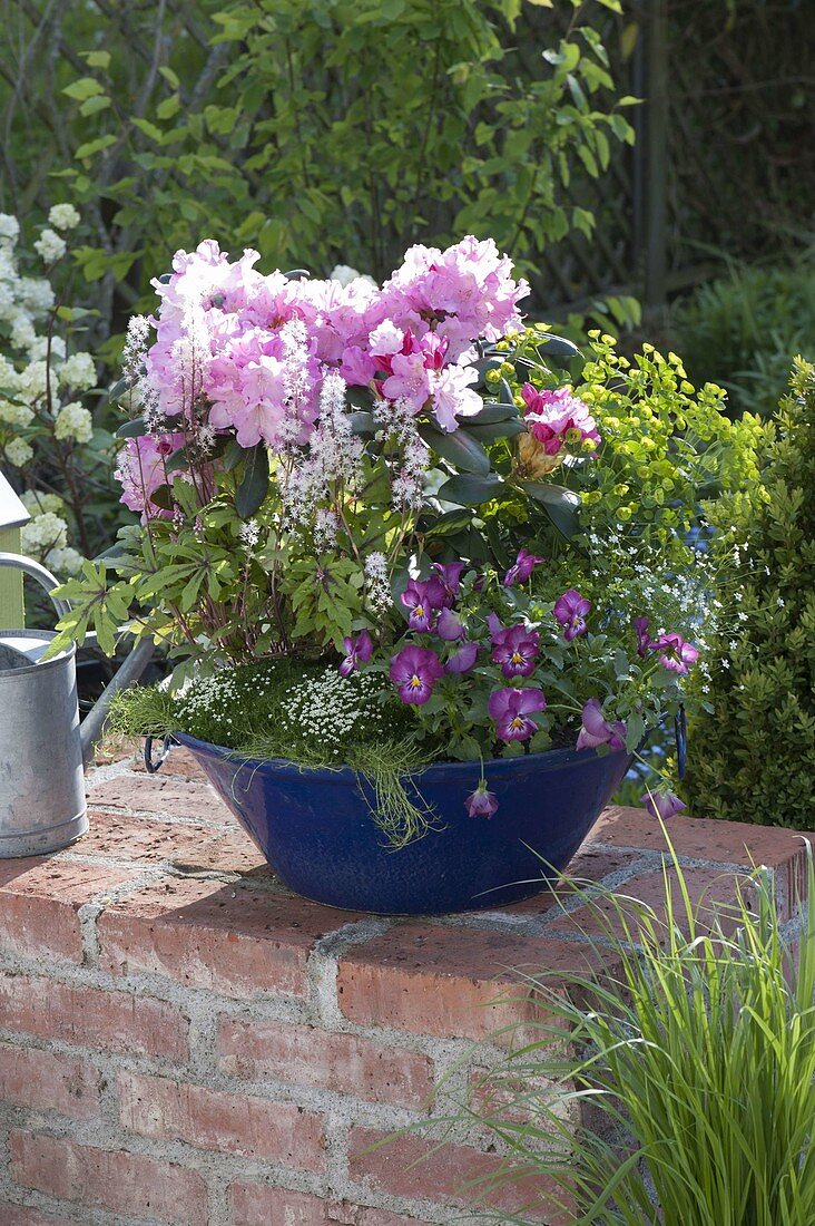 Blue enamel bowl with rhododendron yakushimanum 'Polaris'