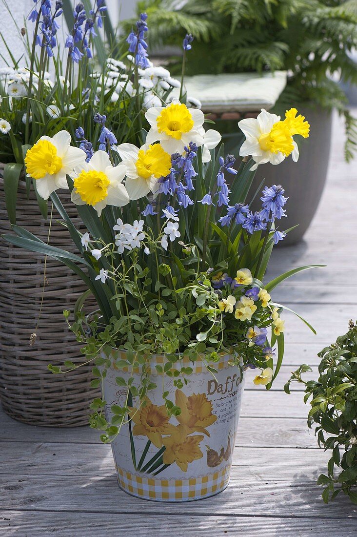 Narcissus 'Goblet' (Narzissen) , Scilla hyacinthoides (Hasenglöckchen)