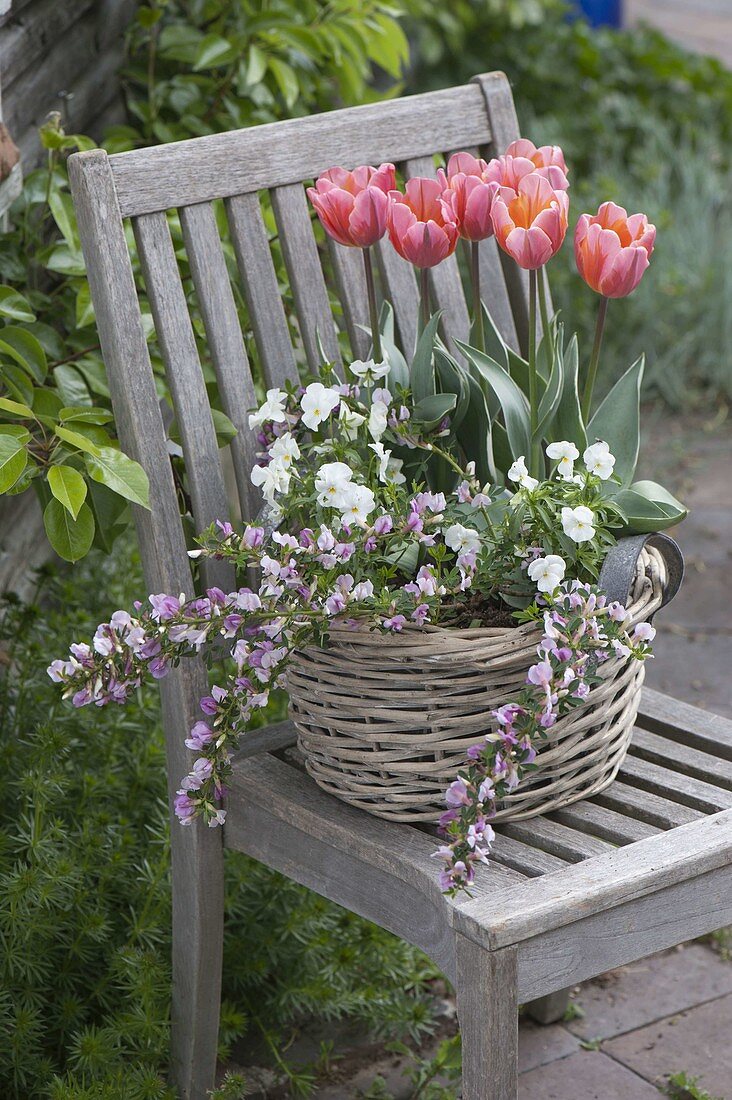 Chamaecytisus purpureus (Rosenginster, Purpur-Ginster), Tulipa