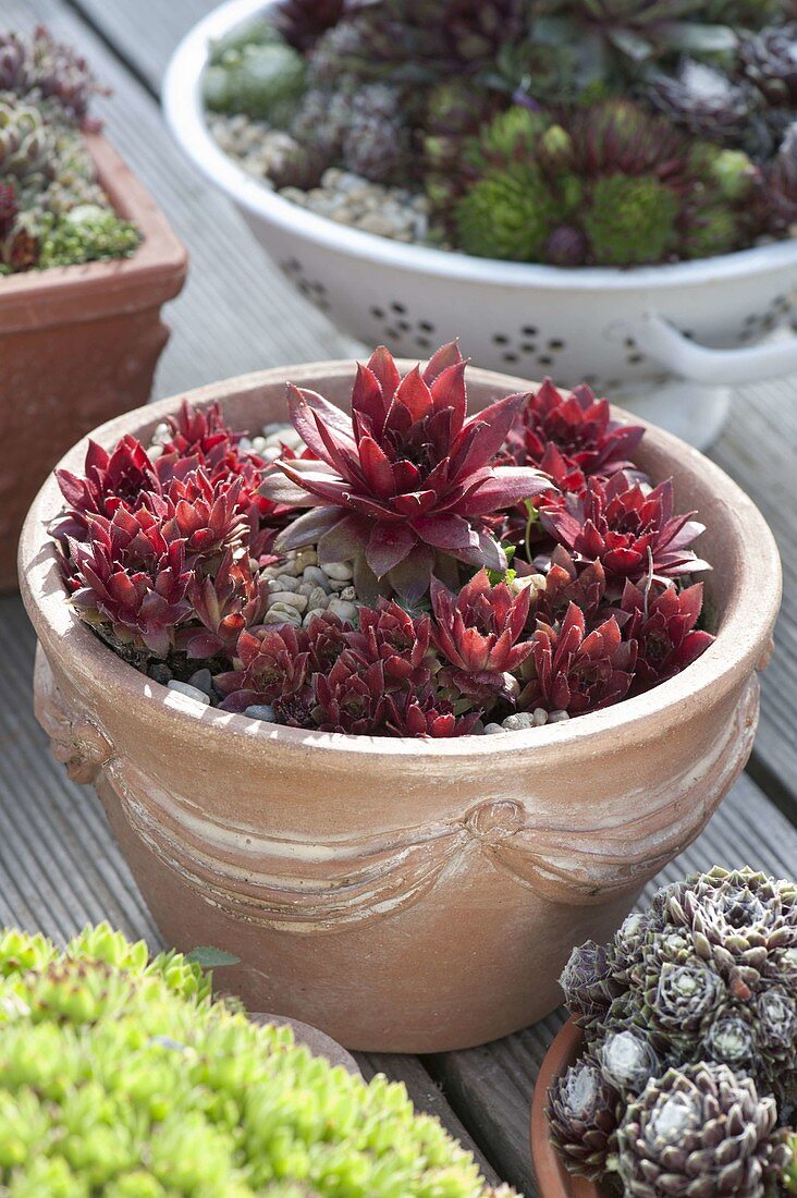 Sempervivum hybridum 'garnet' (rooibos, rooibos) in terracotta