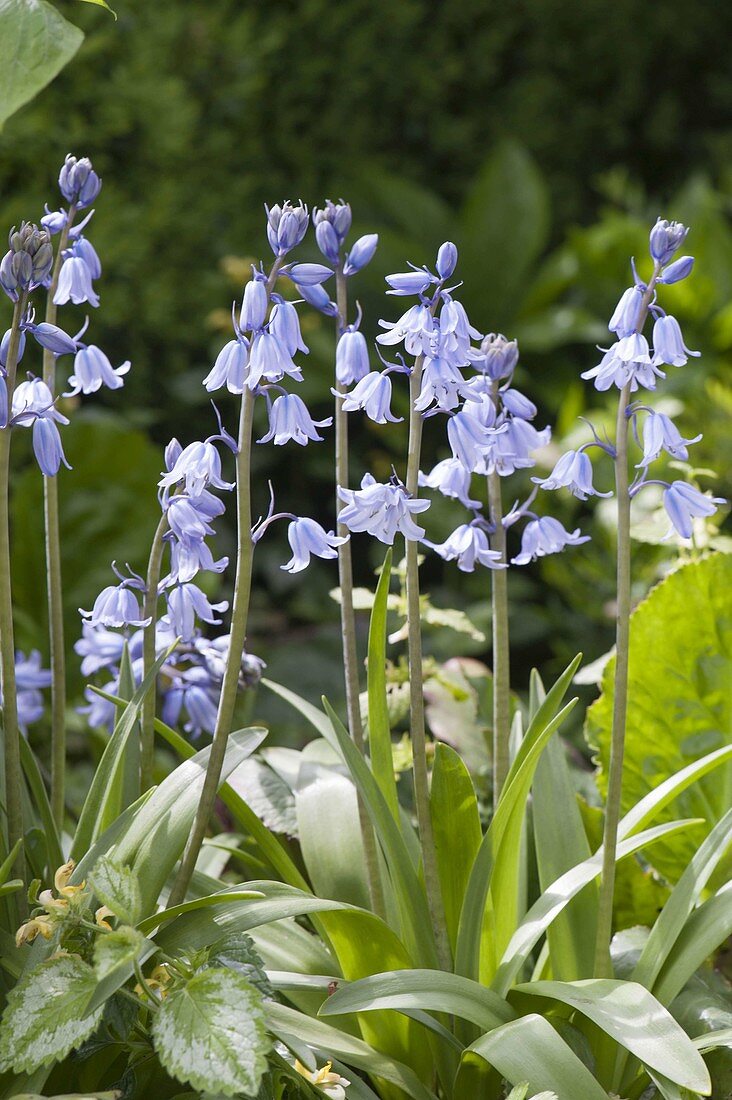 Hyacinthoides non-scripta syn. Scilla hyacinthoides