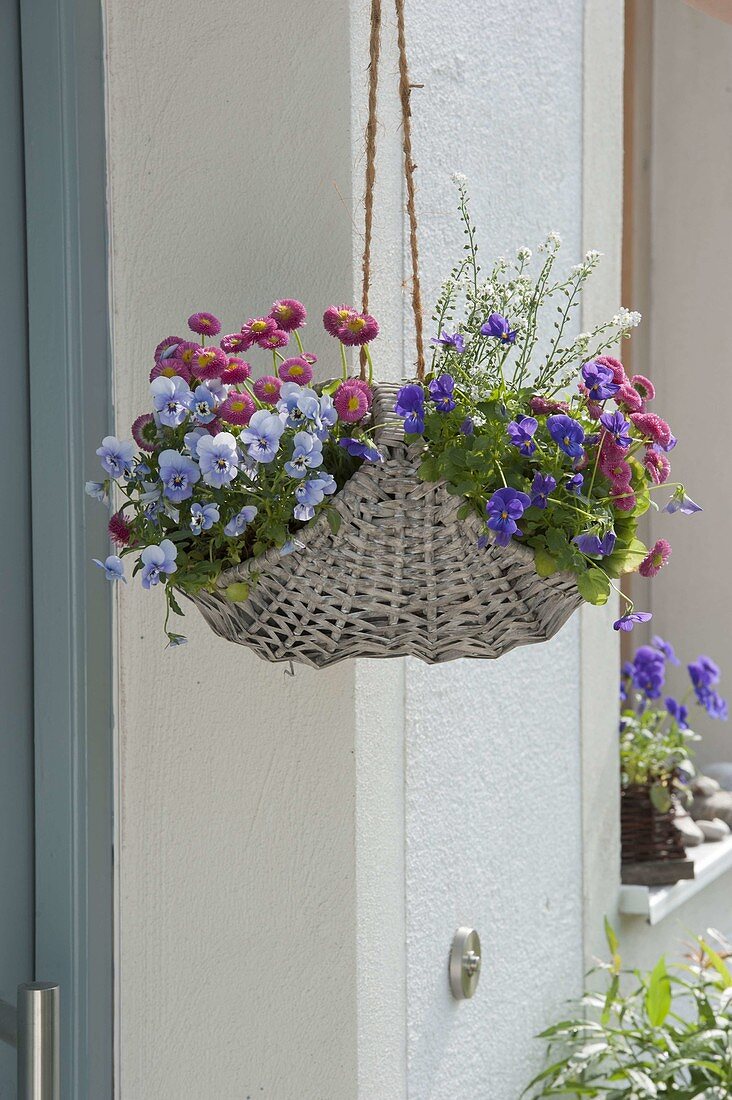 Wicker basket planted as a hanging basket