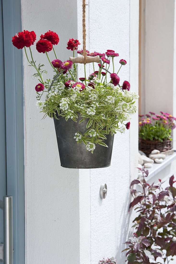 Zinc bucket planted as a hanging basket: Ranunculus (ranunculus), Bellis