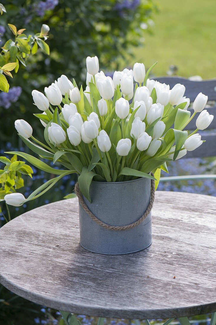 Tulipa 'Calgary' bouquet in zinc bucket on garden table