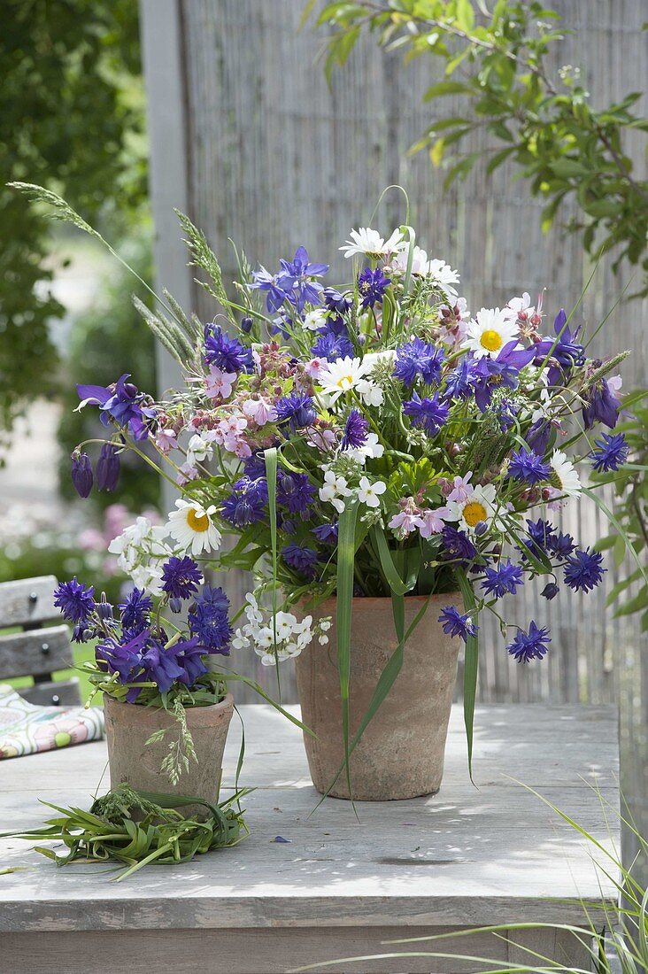 Colorful early summer bouquet from Aquilegia, Leucanthemum vulgare