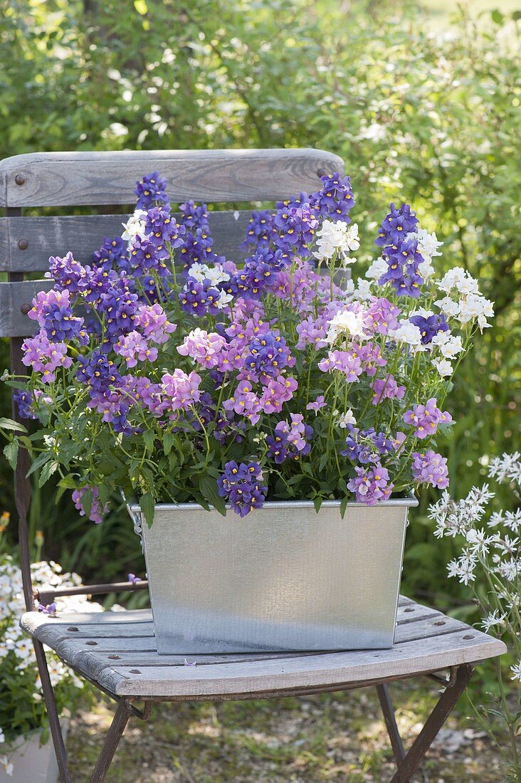 Zinkkasten mit Nemesia Karoo TrioMio 'Poetry' (Elfenspiegel)