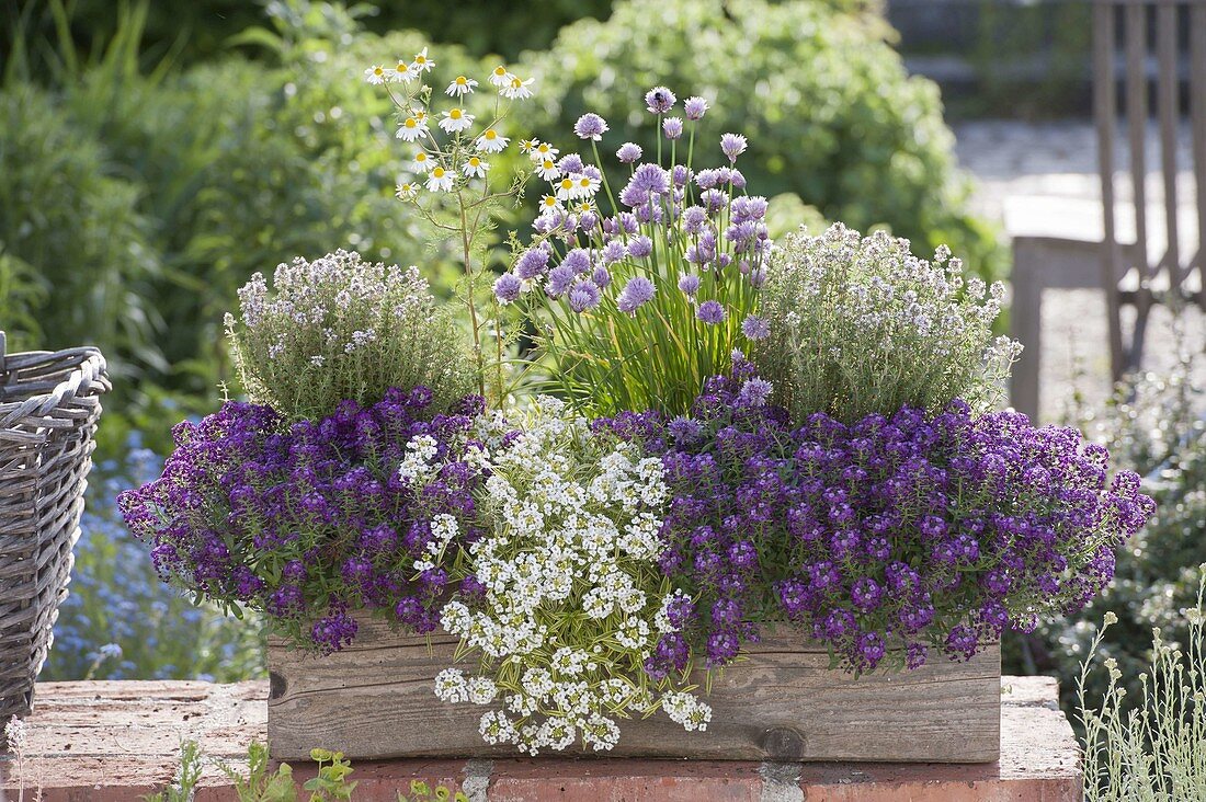 Wooden box with Lobularia 'Princess in Purple', 'Primavera Princess' (scented stonewort)