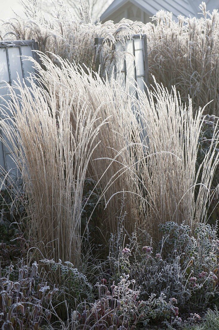 Bed with Molinia (whistling grass) and Rosa (rose) in hoarfrost