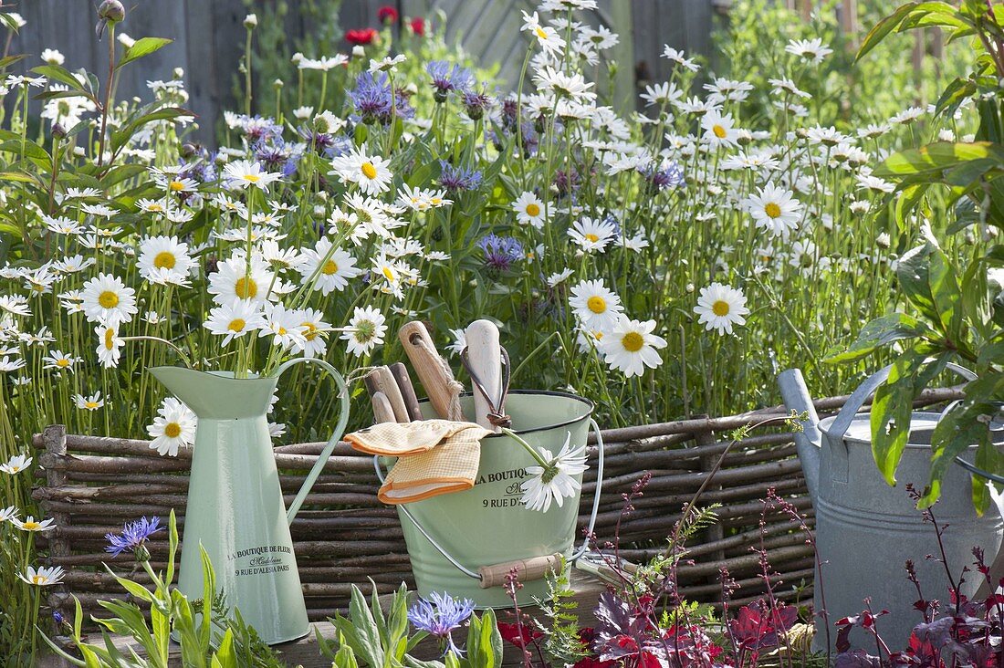 Leucanthemum vulgare (Margeriten) und Centaurea montana (Flockenblume)